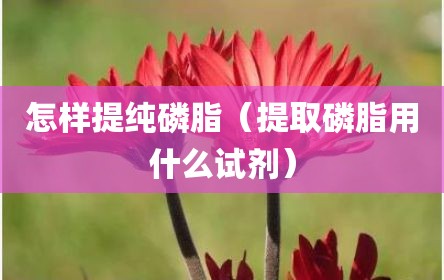 怎样提纯磷脂（提取磷脂用什么试剂）