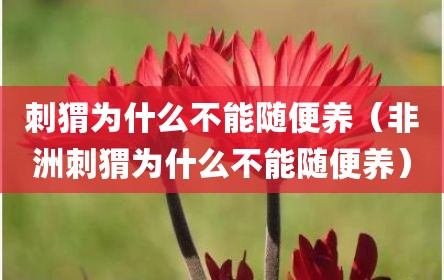 刺猬为什么不能随便养（非洲刺猬为什么不能随便养）