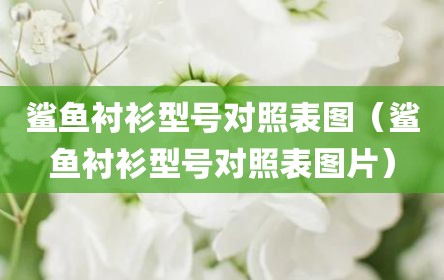 鲨鱼衬衫型号对照表图（鲨鱼衬衫型号对照表图片）