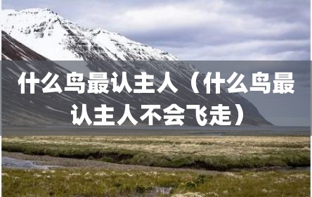 什么鸟最认主人（什么鸟最认主人不会飞走）