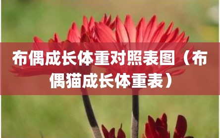 布偶成长体重对照表图（布偶猫成长体重表）