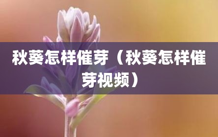 秋葵怎样催芽（秋葵怎样催芽视频）