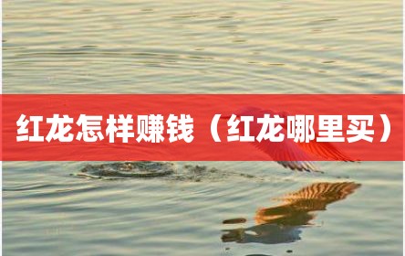 红龙怎样赚钱（红龙哪里买）