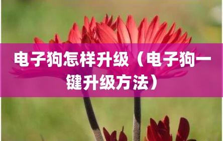 电子狗怎样升级（电子狗一键升级方法）