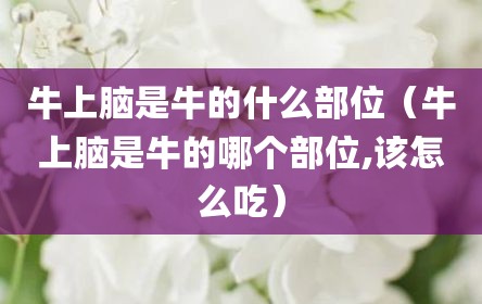 牛上脑是牛的什么部位（牛上脑是牛的哪个部位,该怎么吃）
