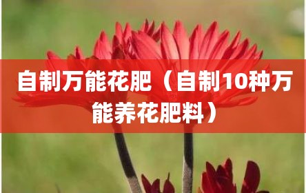 自制万能花肥（自制10种万能养花肥料）