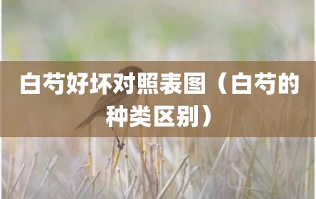 白芍好坏对照表图（白芍的种类区别）