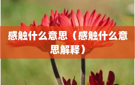 感触什么意思（感触什么意思解释）