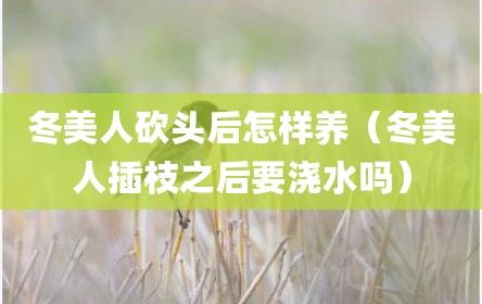 冬美人砍头后怎样养（冬美人插枝之后要浇水吗）