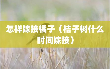 怎样嫁接橘子（桔子树什么时间嫁接）