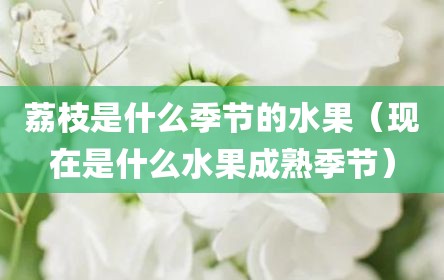 荔枝是什么季节的水果（现在是什么水果成熟季节）