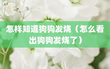 怎样知道狗狗发烧（怎么看出狗狗发烧了）