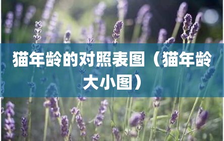 猫年龄的对照表图（猫年龄大小图）