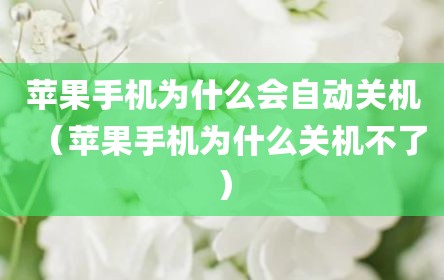 苹果手机为什么会自动关机（苹果手机为什么关机不了）