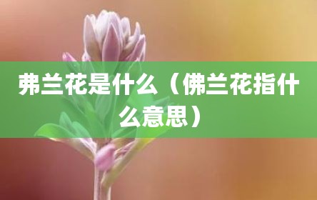 弗兰花是什么（佛兰花指什么意思）