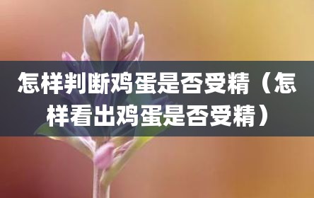 怎样判断鸡蛋是否受精（怎样看出鸡蛋是否受精）