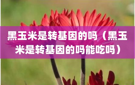 黑玉米是转基因的吗（黑玉米是转基因的吗能吃吗）