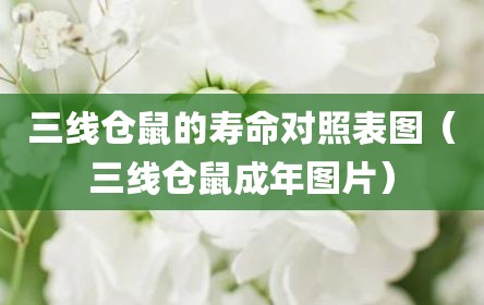 三线仓鼠的寿命对照表图（三线仓鼠成年图片）