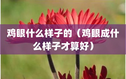 鸡眼什么样子的（鸡眼成什么样子才算好）