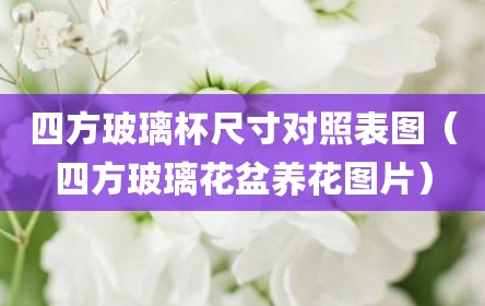 四方玻璃杯尺寸对照表图（四方玻璃花盆养花图片）