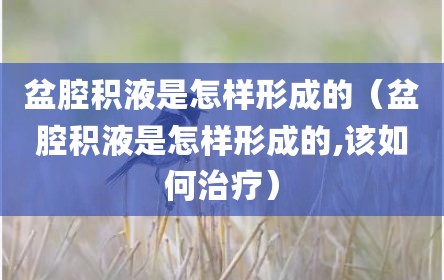 盆腔积液是怎样形成的（盆腔积液是怎样形成的,该如何治疗）