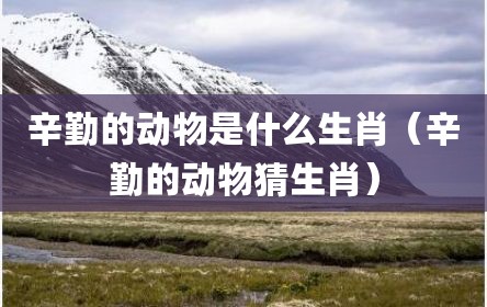 辛勤的动物是什么生肖（辛勤的动物猜生肖）