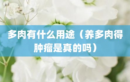 多肉有什么用途（养多肉得肿瘤是真的吗）