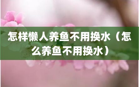 怎样懒人养鱼不用换水（怎么养鱼不用换水）