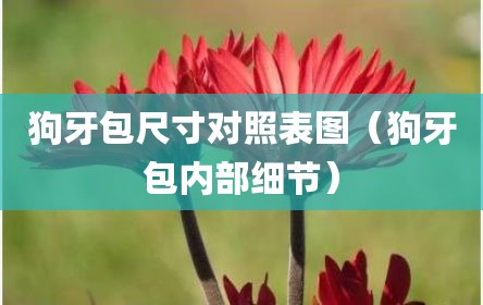 狗牙包尺寸对照表图（狗牙包内部细节）