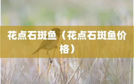 花点石斑鱼（花点石斑鱼价格）