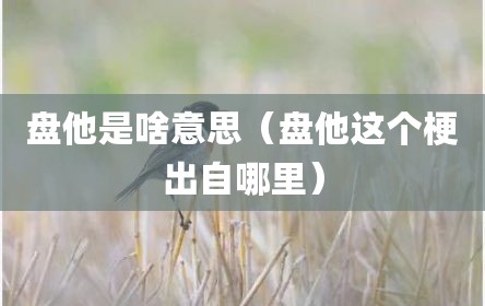 盘他是啥意思（盘他这个梗出自哪里）