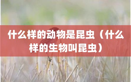 什么样的动物是昆虫（什么样的生物叫昆虫）