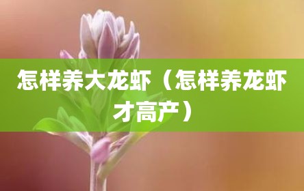 怎样养大龙虾（怎样养龙虾才高产）