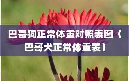 巴哥狗正常体重对照表图（巴哥犬正常体重表）
