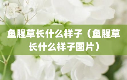 鱼腥草长什么样子（鱼腥草长什么样子图片）