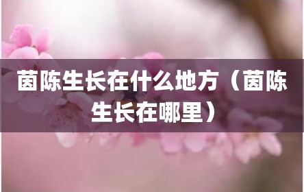 茵陈生长在什么地方（茵陈生长在哪里）