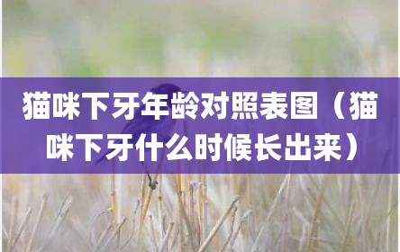 猫咪下牙年龄对照表图（猫咪下牙什么时候长出来）