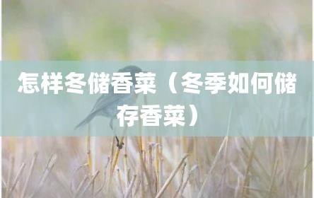 怎样冬储香菜（冬季如何储存香菜）