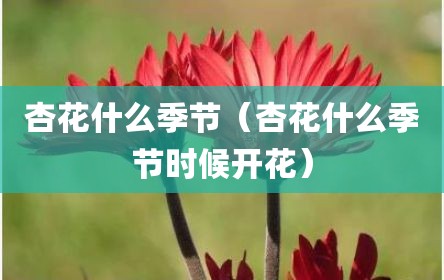 杏花什么季节（杏花什么季节时候开花）