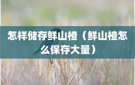 怎样储存鲜山楂（鲜山楂怎么保存大量）