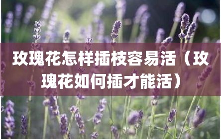 玫瑰花怎样插枝容易活（玫瑰花如何插才能活）