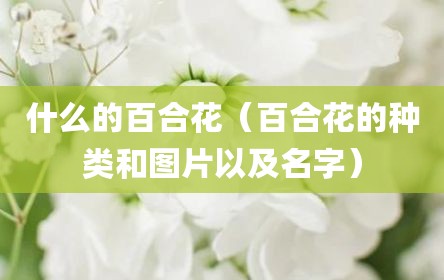 什么的百合花（百合花的种类和图片以及名字）