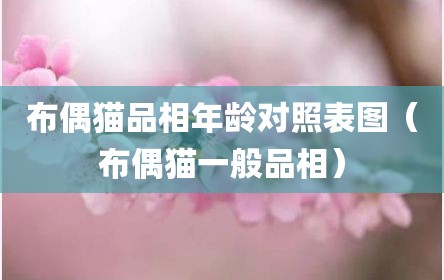 布偶猫品相年龄对照表图（布偶猫一般品相）
