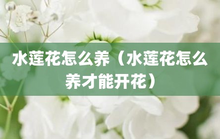 水莲花怎么养（水莲花怎么养才能开花）