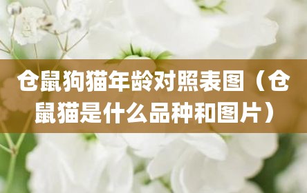 仓鼠狗猫年龄对照表图（仓鼠猫是什么品种和图片）