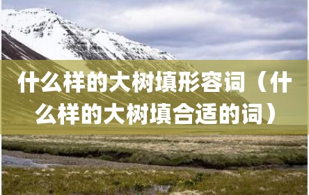 什么样的大树填形容词（什么样的大树填合适的词）