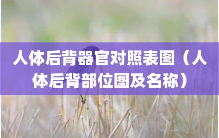 人体后背器官对照表图（人体后背部位图及名称）