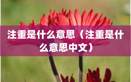 注重是什么意思（注重是什么意思中文）