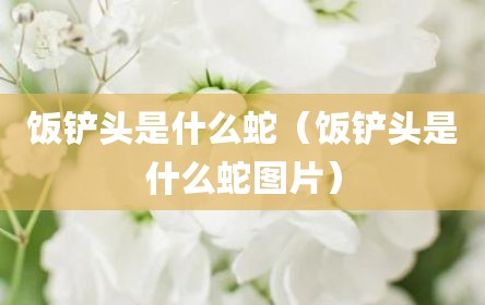 饭铲头是什么蛇（饭铲头是什么蛇图片）