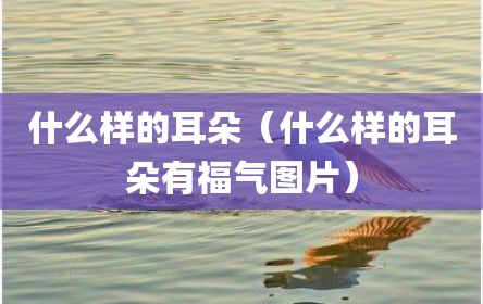 什么样的耳朵（什么样的耳朵有福气图片）